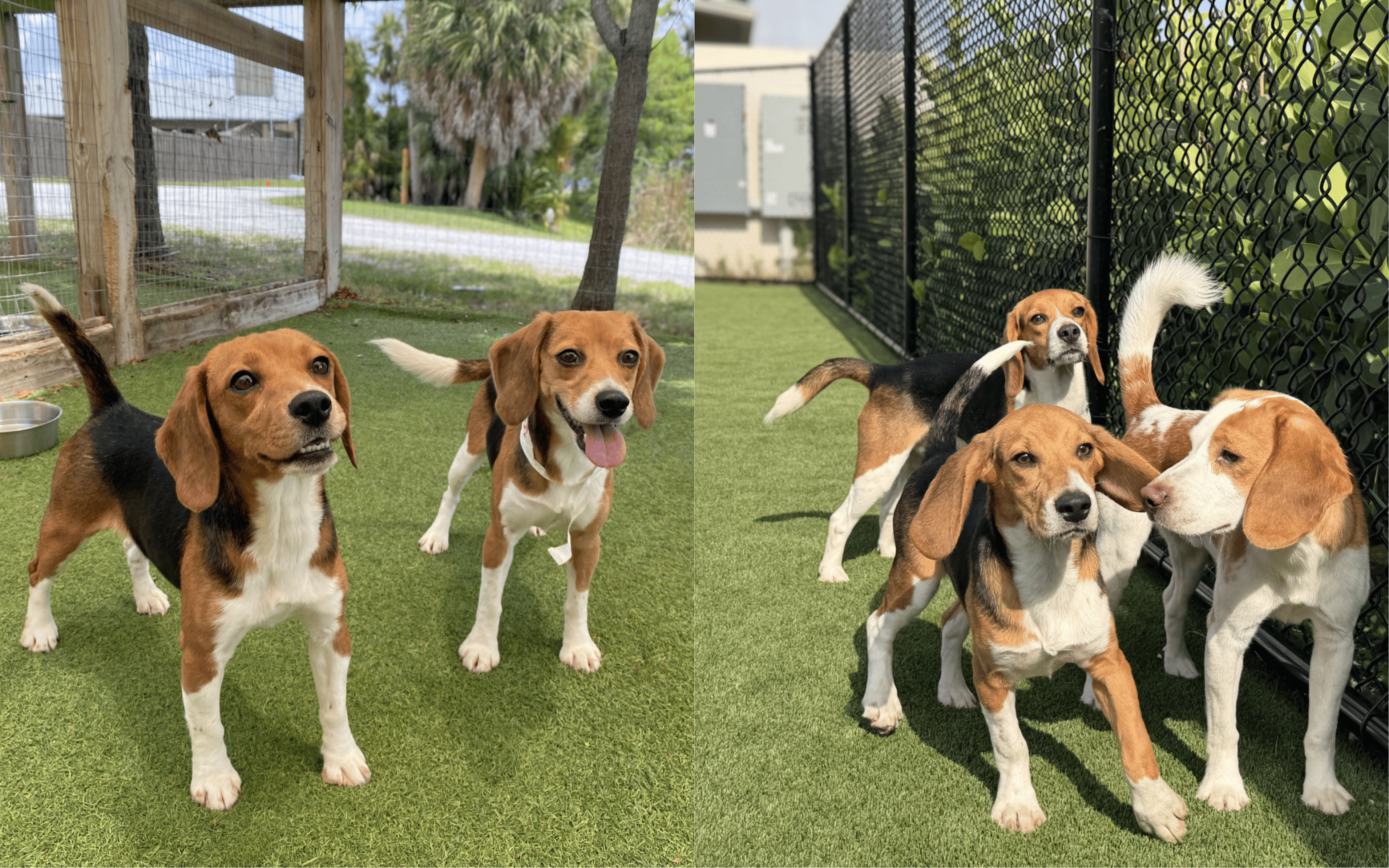 Beagles rescued by Big Dog Ranch Rescue